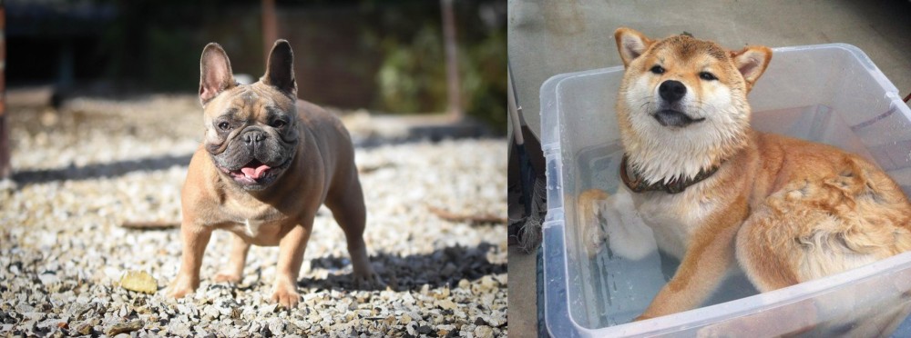 Shiba Inu vs French Bulldog - Breed Comparison