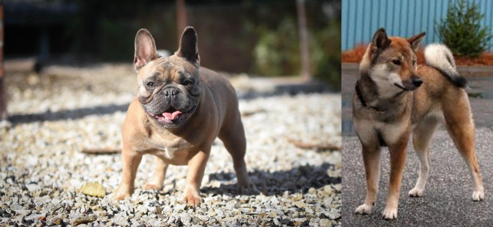 Shikoku vs French Bulldog - Breed Comparison