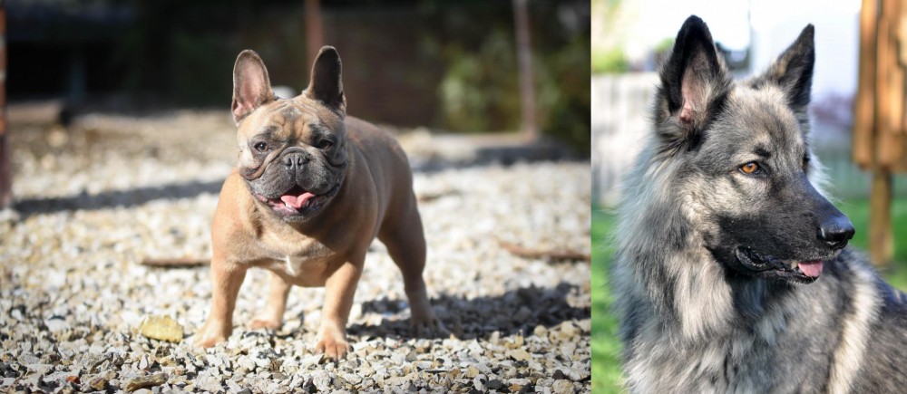 Shiloh Shepherd vs French Bulldog - Breed Comparison