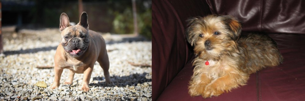 Shorkie vs French Bulldog - Breed Comparison