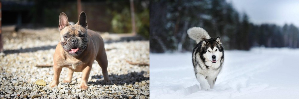 Siberian Husky vs French Bulldog - Breed Comparison