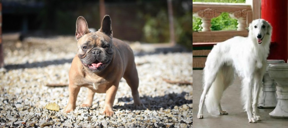 Silken Windhound vs French Bulldog - Breed Comparison