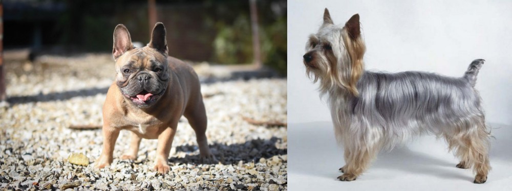Silky Terrier vs French Bulldog - Breed Comparison