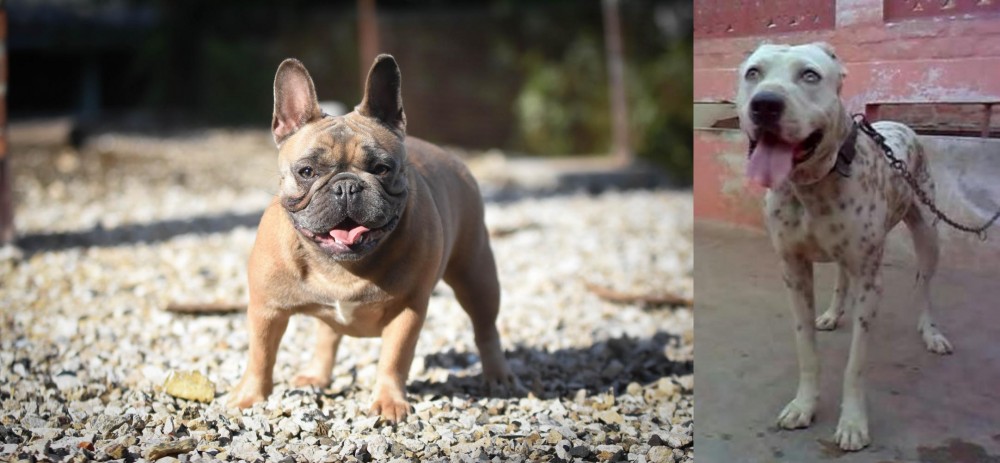 Sindh Mastiff vs French Bulldog - Breed Comparison