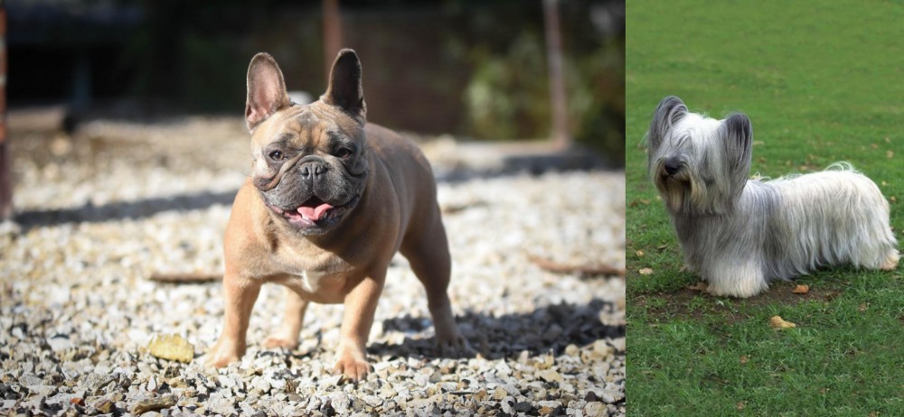 Skye Terrier vs French Bulldog - Breed Comparison
