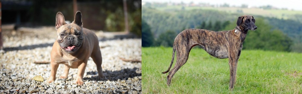 Sloughi vs French Bulldog - Breed Comparison