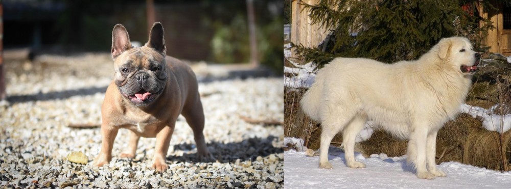 Slovak Cuvac vs French Bulldog - Breed Comparison