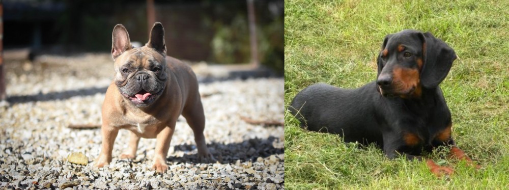 Slovakian Hound vs French Bulldog - Breed Comparison