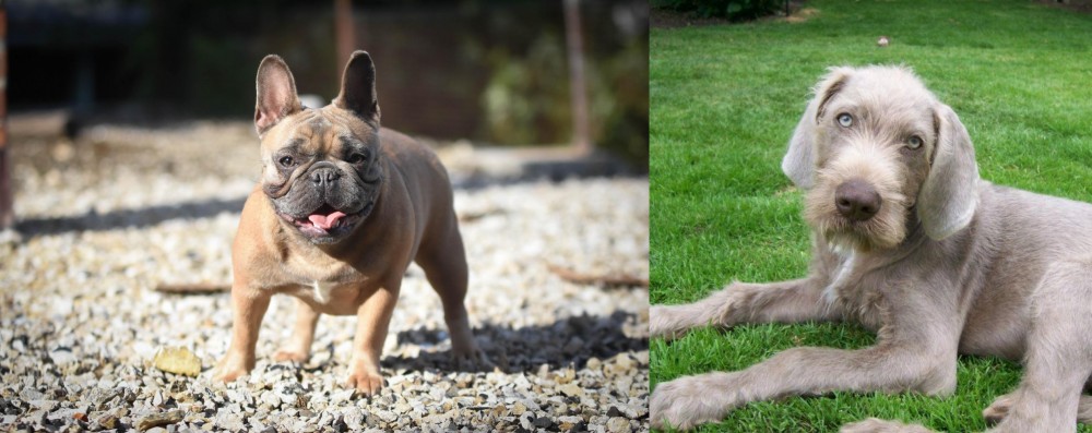 Slovakian Rough Haired Pointer vs French Bulldog - Breed Comparison