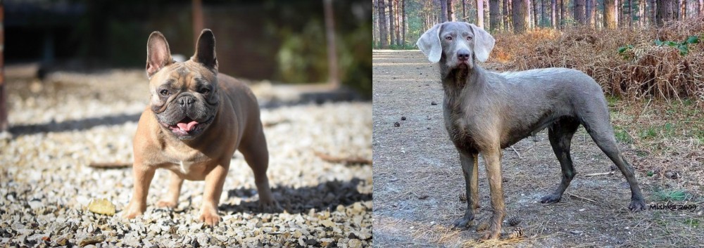 Slovensky Hrubosrsty Stavac vs French Bulldog - Breed Comparison