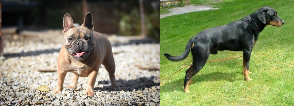 Smalandsstovare vs French Bulldog - Breed Comparison