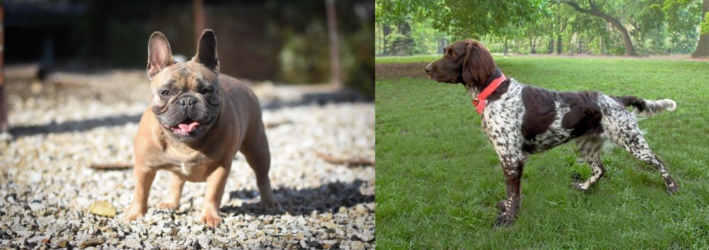 Small Munsterlander vs French Bulldog - Breed Comparison