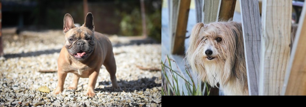 Smithfield vs French Bulldog - Breed Comparison