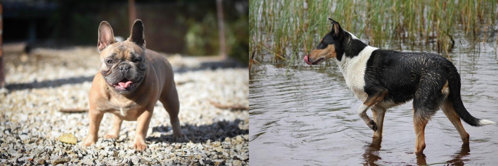 Smooth Collie vs French Bulldog - Breed Comparison