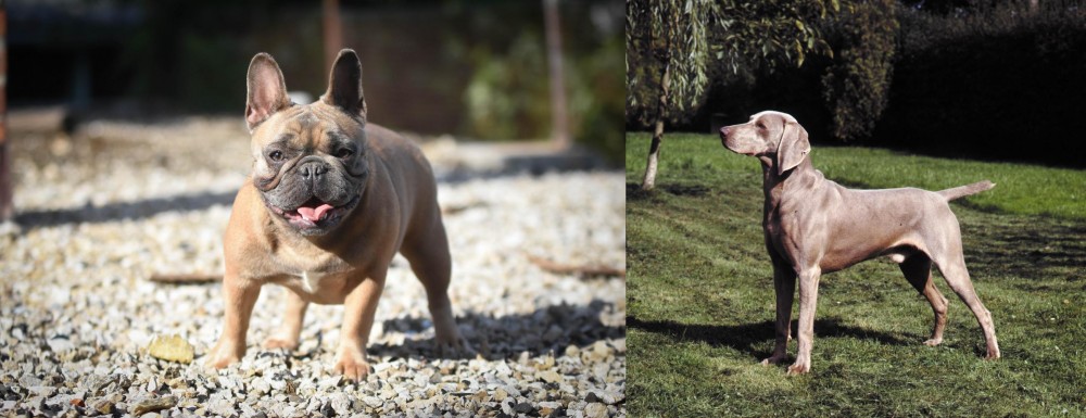 Smooth Haired Weimaraner vs French Bulldog - Breed Comparison