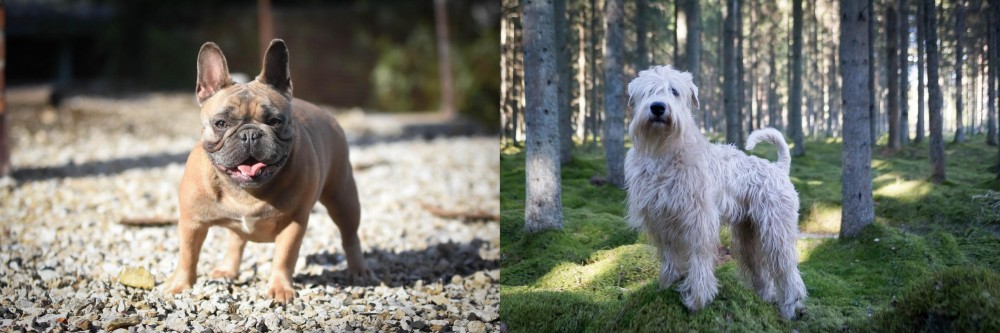 Soft-Coated Wheaten Terrier vs French Bulldog - Breed Comparison
