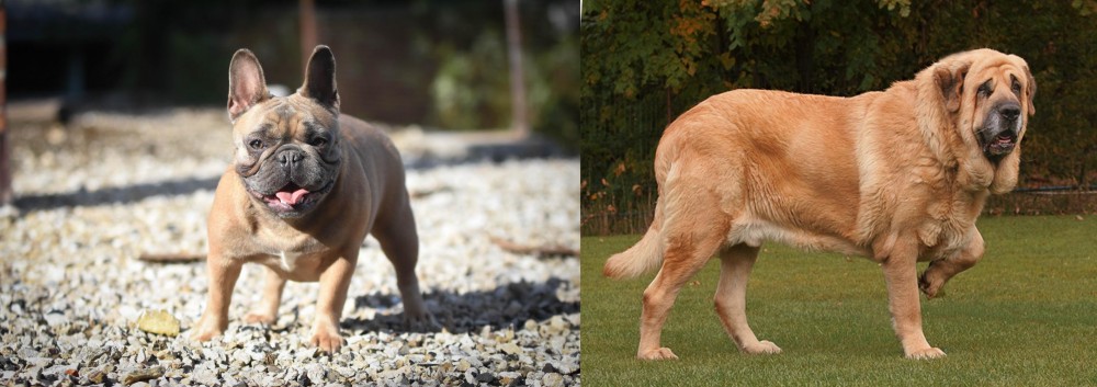 Spanish Mastiff vs French Bulldog - Breed Comparison