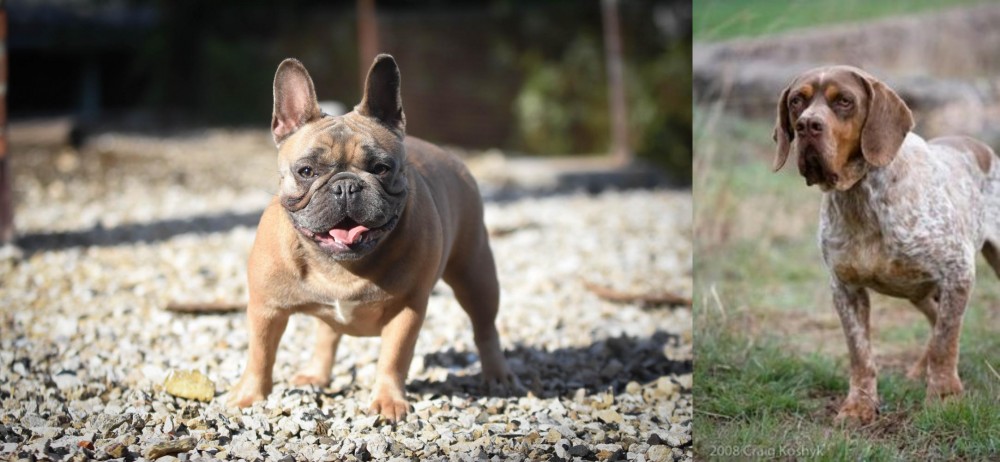 Spanish Pointer vs French Bulldog - Breed Comparison
