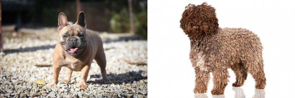 Spanish Water Dog vs French Bulldog - Breed Comparison