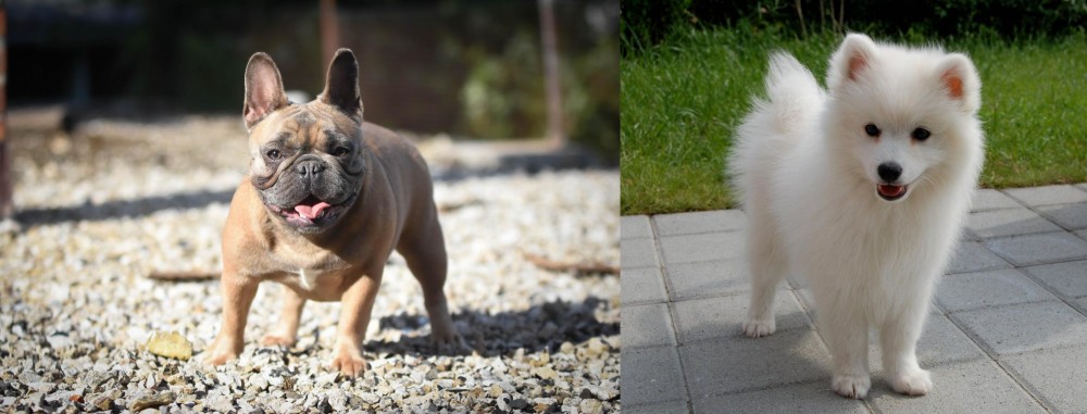 Spitz vs French Bulldog - Breed Comparison