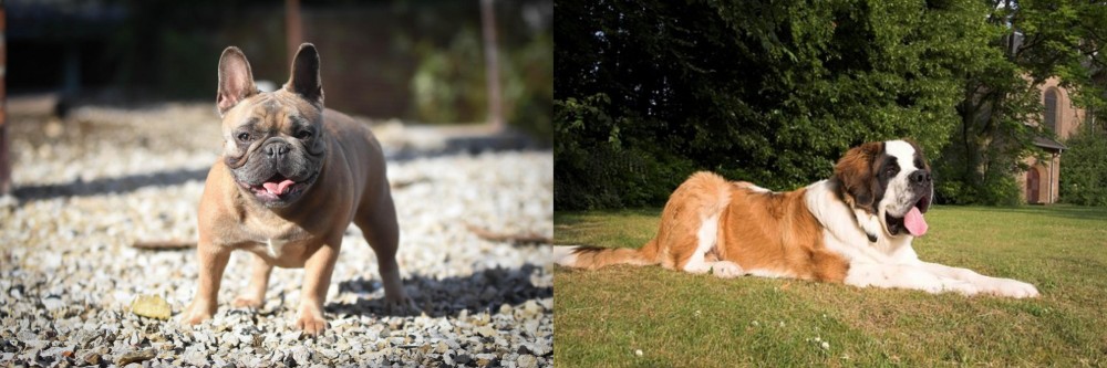 St. Bernard vs French Bulldog - Breed Comparison