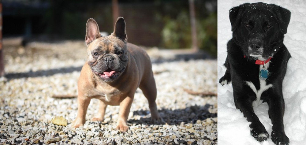 St. John's Water Dog vs French Bulldog - Breed Comparison