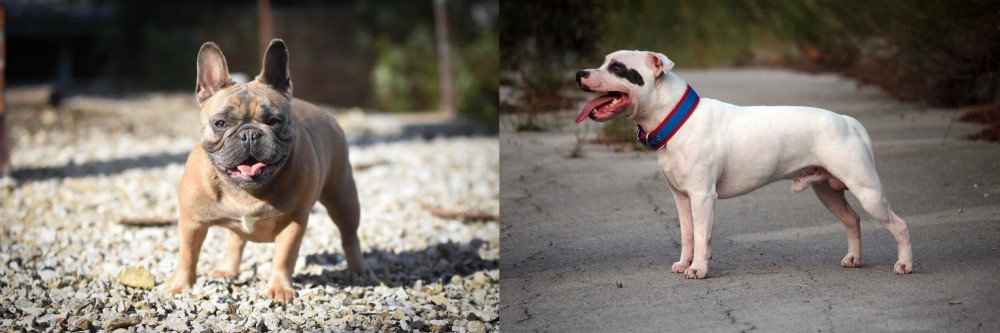 Staffordshire Bull Terrier vs French Bulldog - Breed Comparison