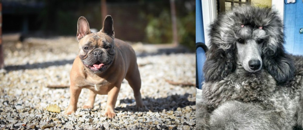 Standard Poodle vs French Bulldog - Breed Comparison