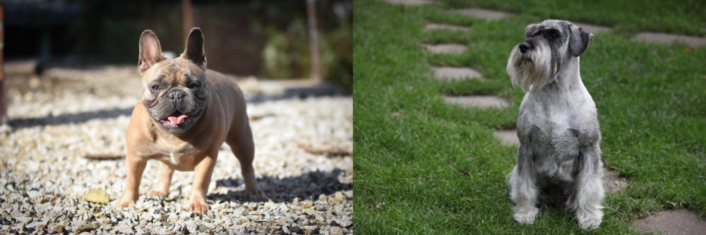 Standard Schnauzer vs French Bulldog - Breed Comparison