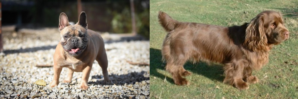 Sussex Spaniel vs French Bulldog - Breed Comparison