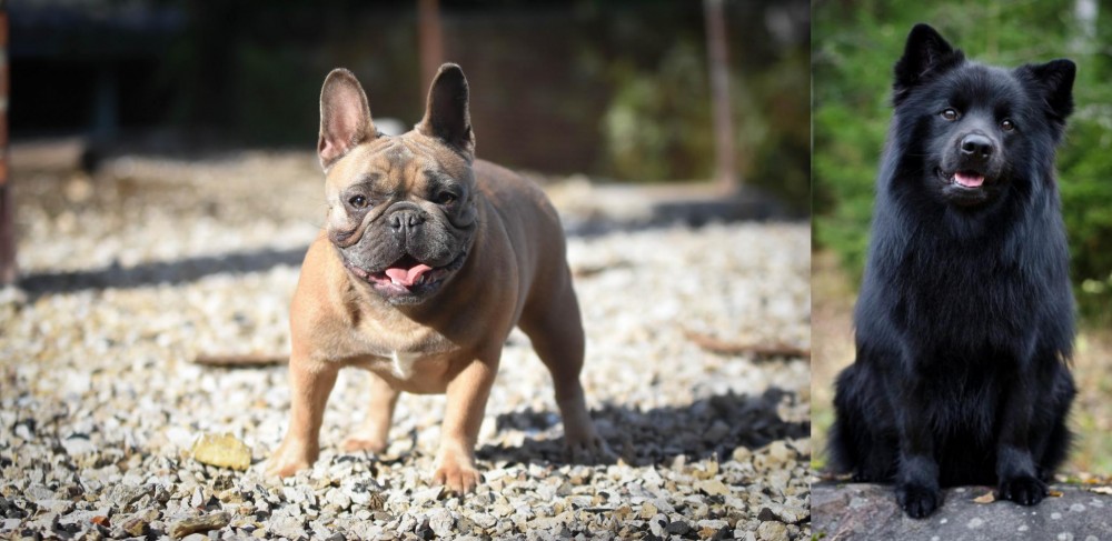 Swedish Lapphund vs French Bulldog - Breed Comparison