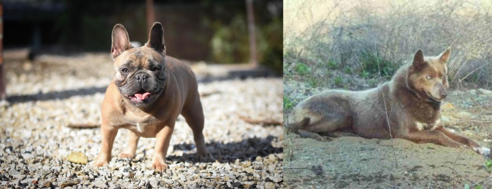 Tahltan Bear Dog vs French Bulldog - Breed Comparison