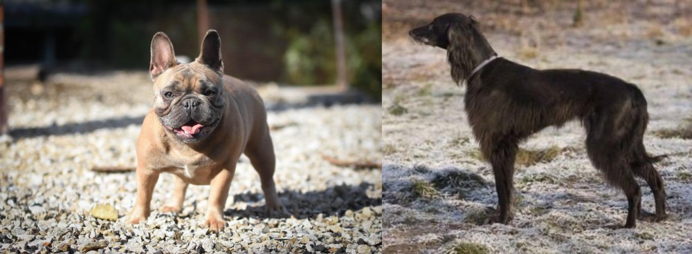Taigan vs French Bulldog - Breed Comparison