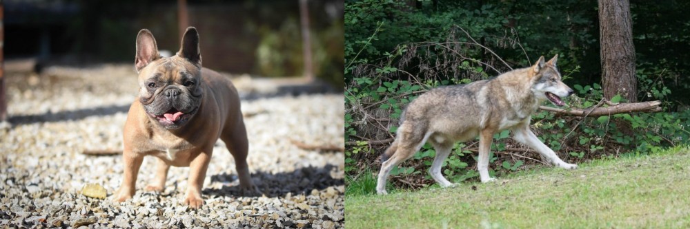 Tamaskan vs French Bulldog - Breed Comparison