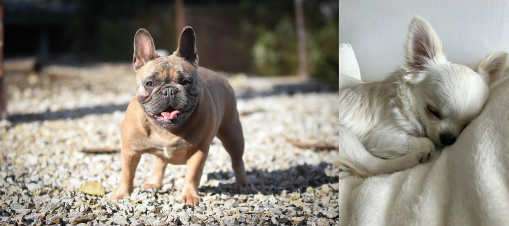 Tea Cup Chihuahua vs French Bulldog - Breed Comparison
