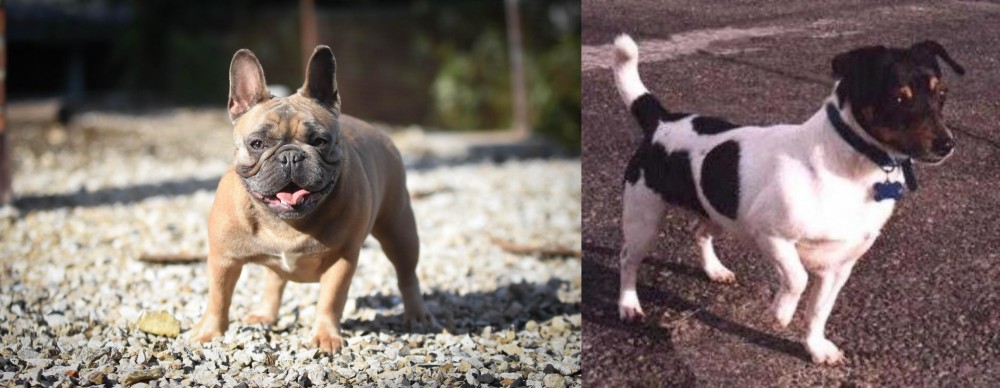 Teddy Roosevelt Terrier vs French Bulldog - Breed Comparison