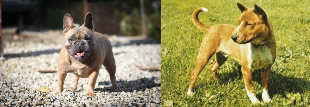 Telomian vs French Bulldog - Breed Comparison