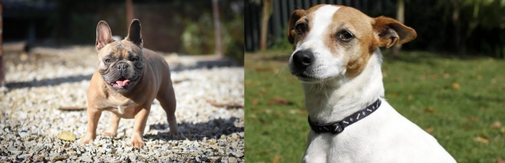 Tenterfield Terrier vs French Bulldog - Breed Comparison