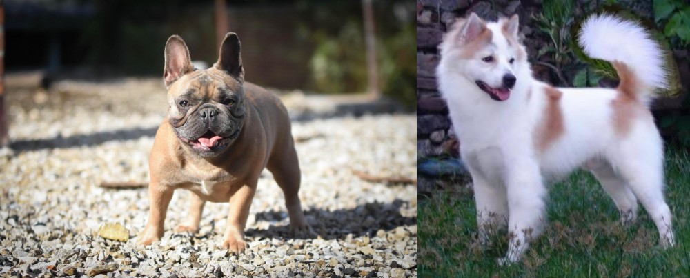 Thai Bangkaew vs French Bulldog - Breed Comparison