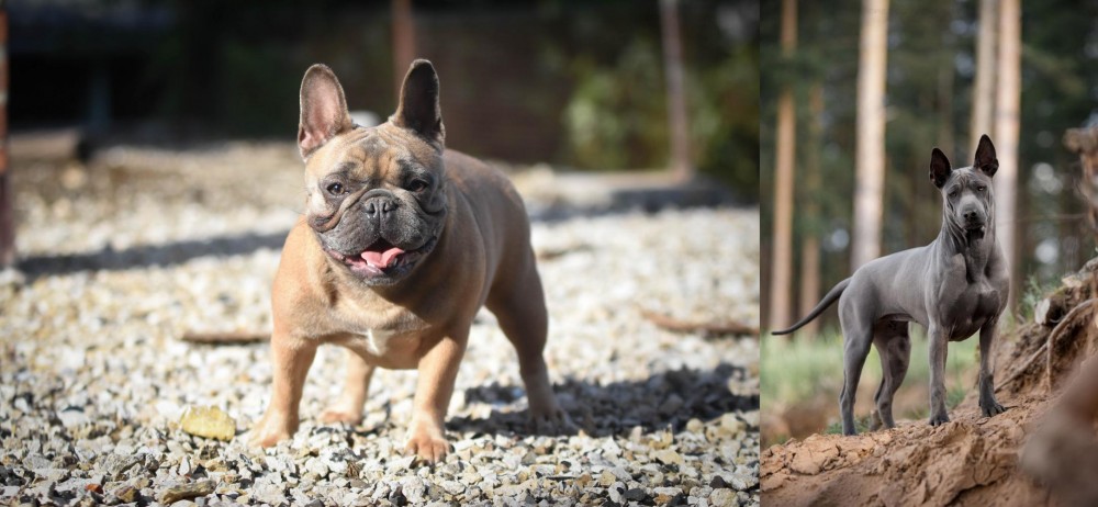 Thai Ridgeback vs French Bulldog - Breed Comparison