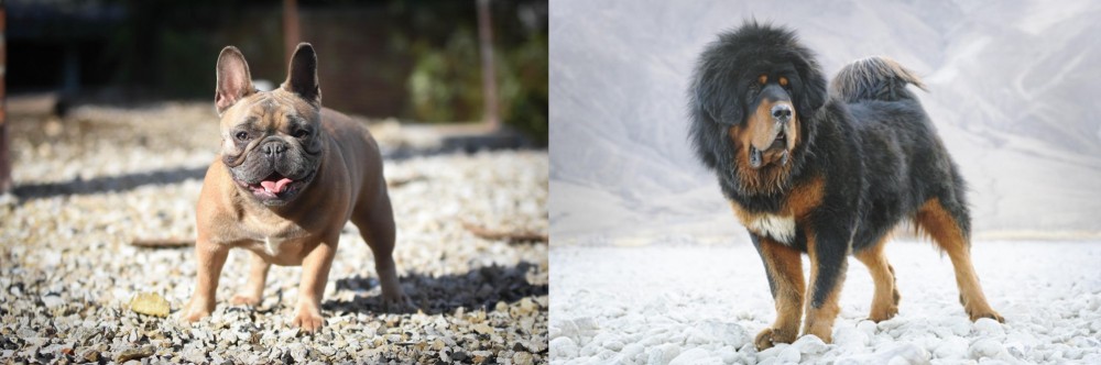 Tibetan Mastiff vs French Bulldog - Breed Comparison