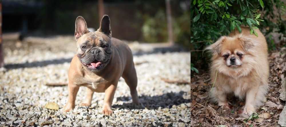 Tibetan Spaniel vs French Bulldog - Breed Comparison