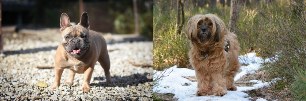 Tibetan Terrier vs French Bulldog - Breed Comparison