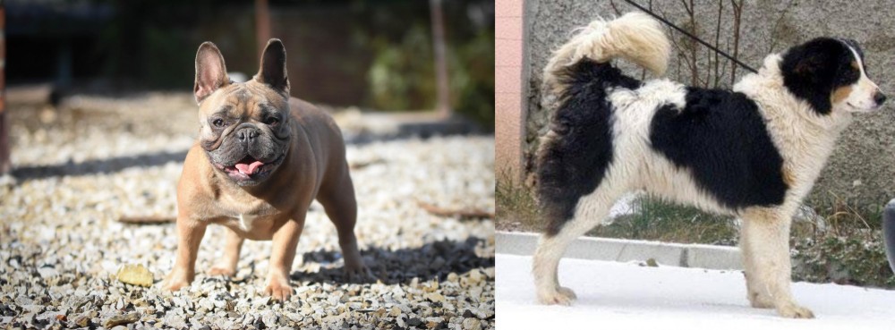 Tornjak vs French Bulldog - Breed Comparison