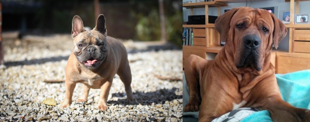 Tosa vs French Bulldog - Breed Comparison