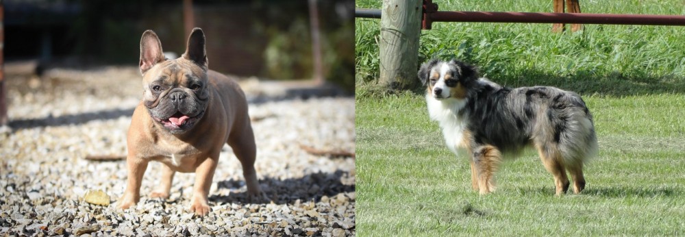 Toy Australian Shepherd vs French Bulldog - Breed Comparison