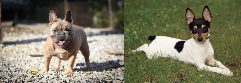 Toy Fox Terrier vs French Bulldog - Breed Comparison