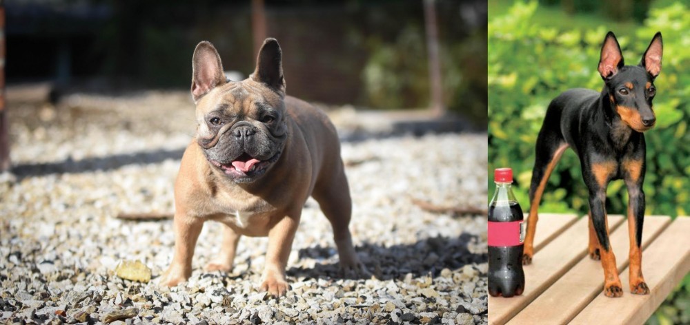 Toy Manchester Terrier vs French Bulldog - Breed Comparison