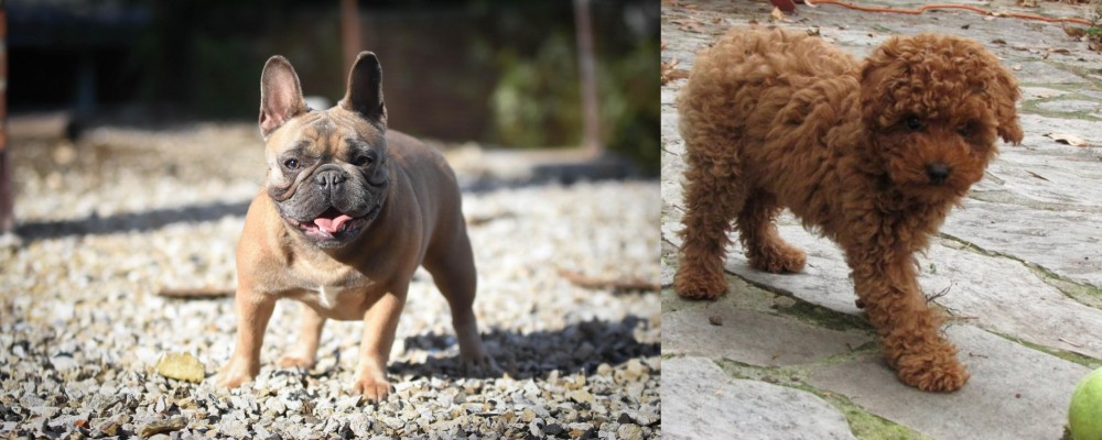 Toy Poodle vs French Bulldog - Breed Comparison