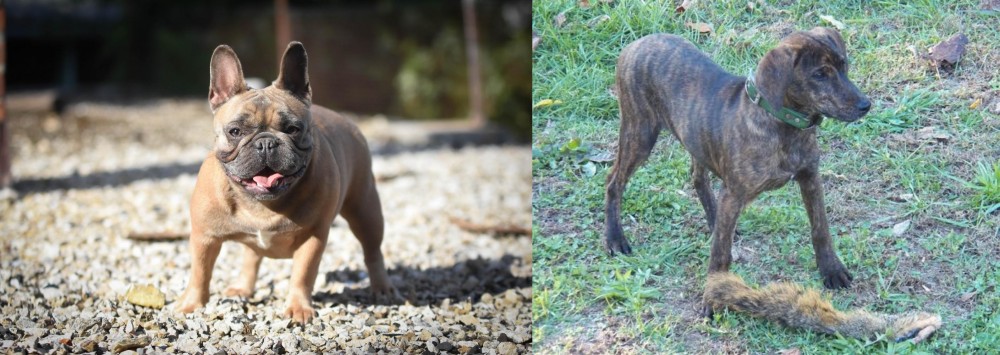 Treeing Cur vs French Bulldog - Breed Comparison